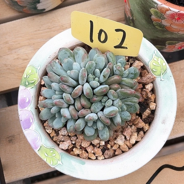 香香雪102号码牌子的话