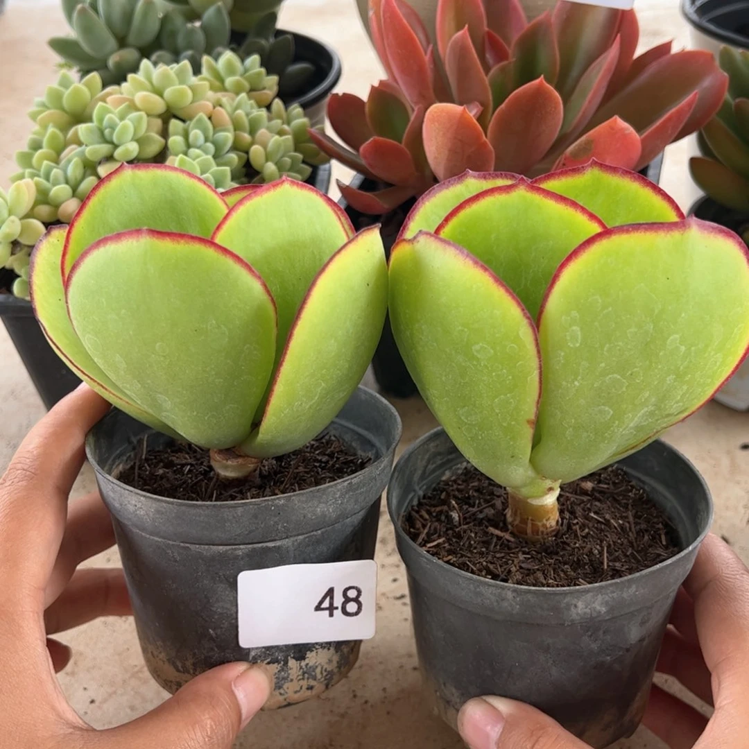 【闪购商品】青梅。48。111111