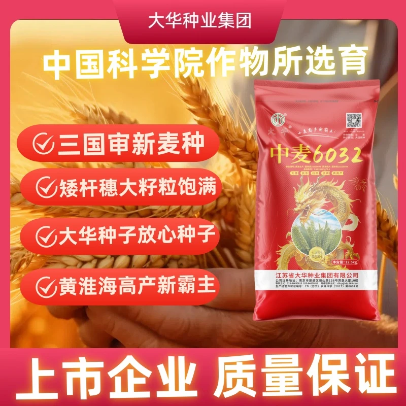 【双国审+北方冬麦审定】中麦6032小麦种子25斤抗旱抗寒分蘖好穗大