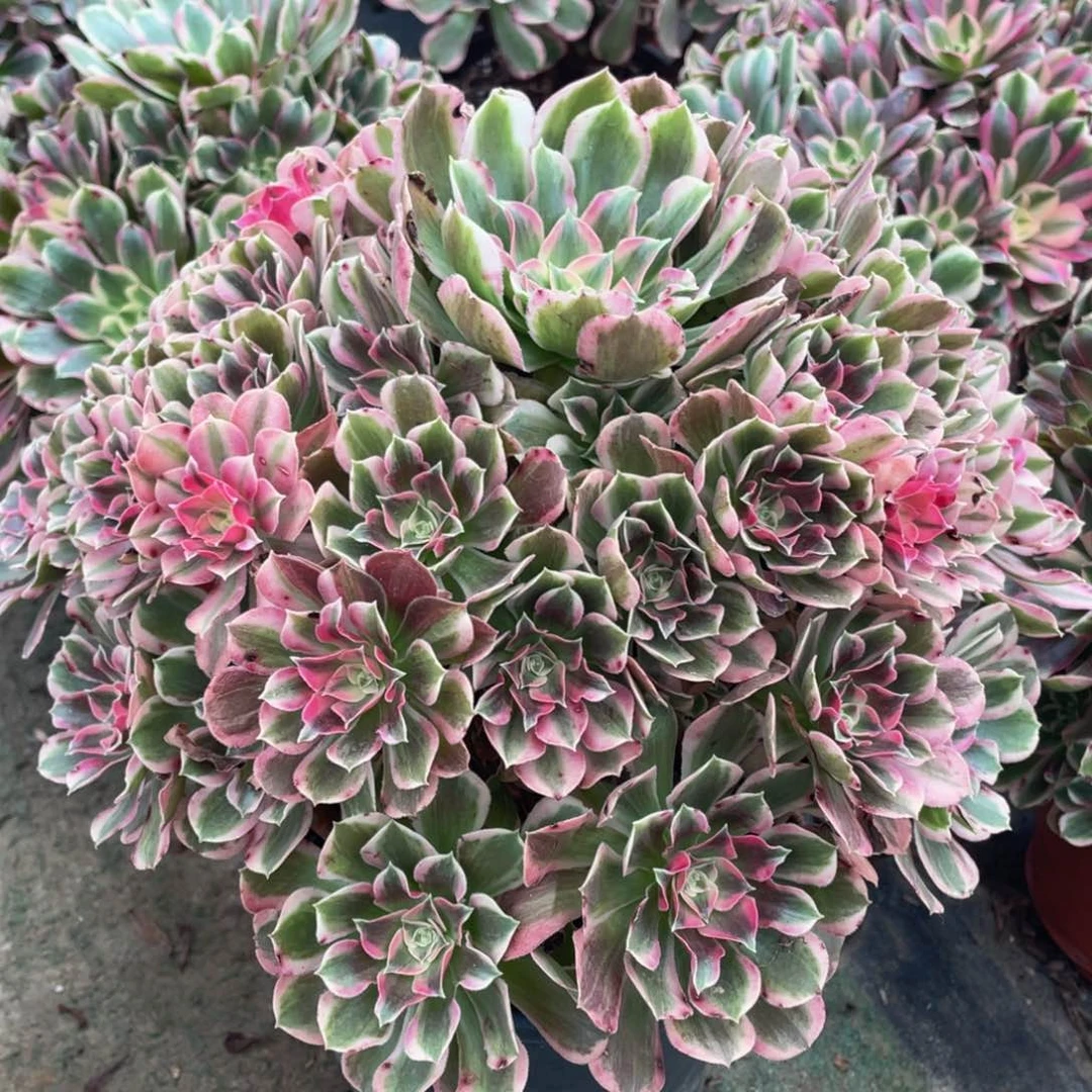 080大男神精品法师老桩