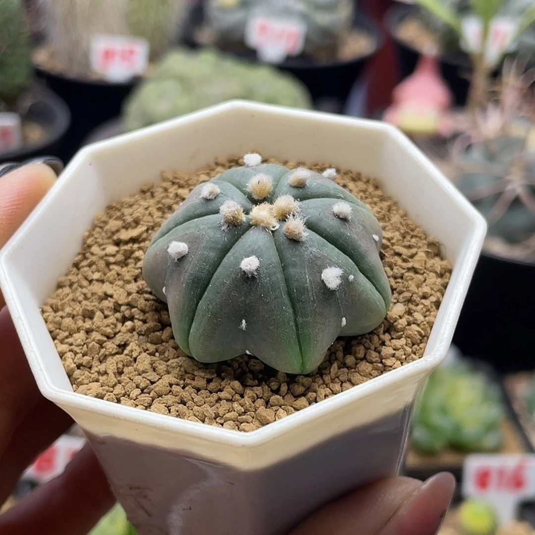 实生紫肌指纹海星兜