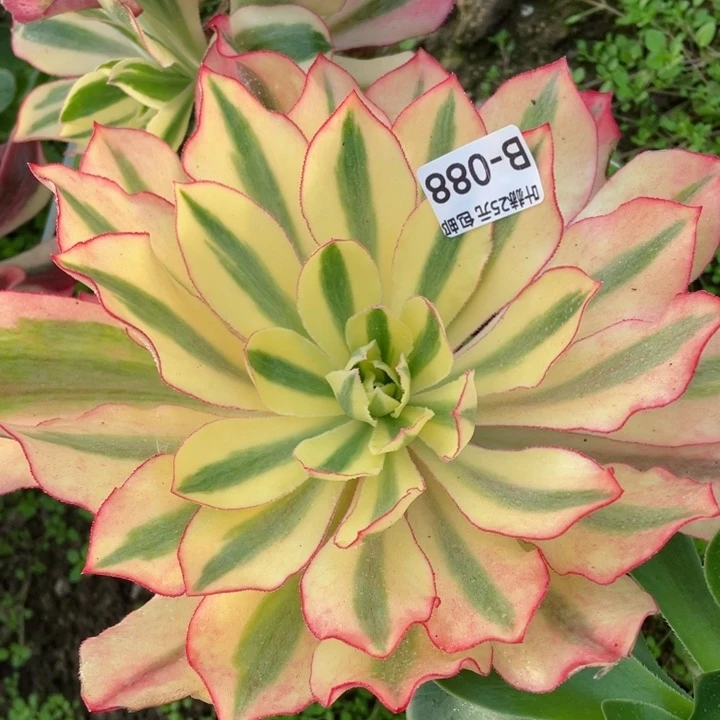 88魅影嫁接多肉12345678