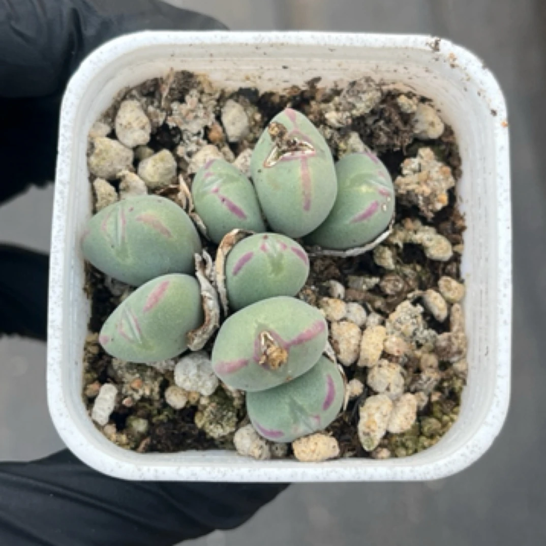 白方盆口笛肉锥多肉