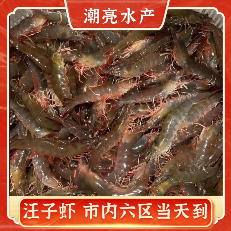 汉沽本地盐田汪子虾【保鲜不保活】14-16条  5-10斤赠一袋海盐