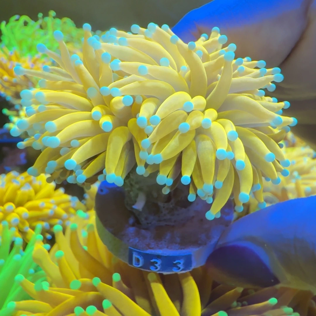 澳***家菇珊瑚菲小鸡黄圣杯