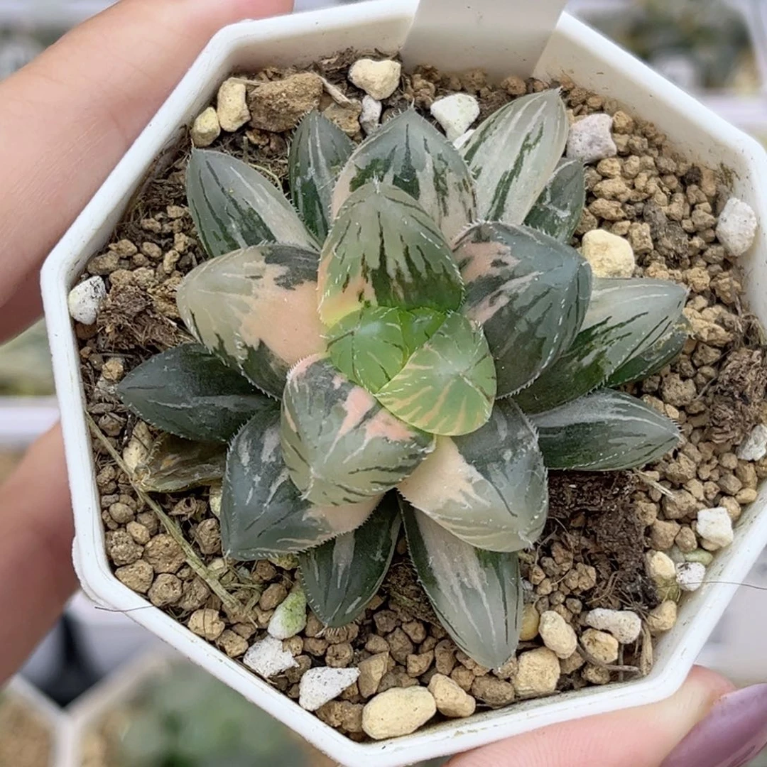 65刺线玉露锦福利专场