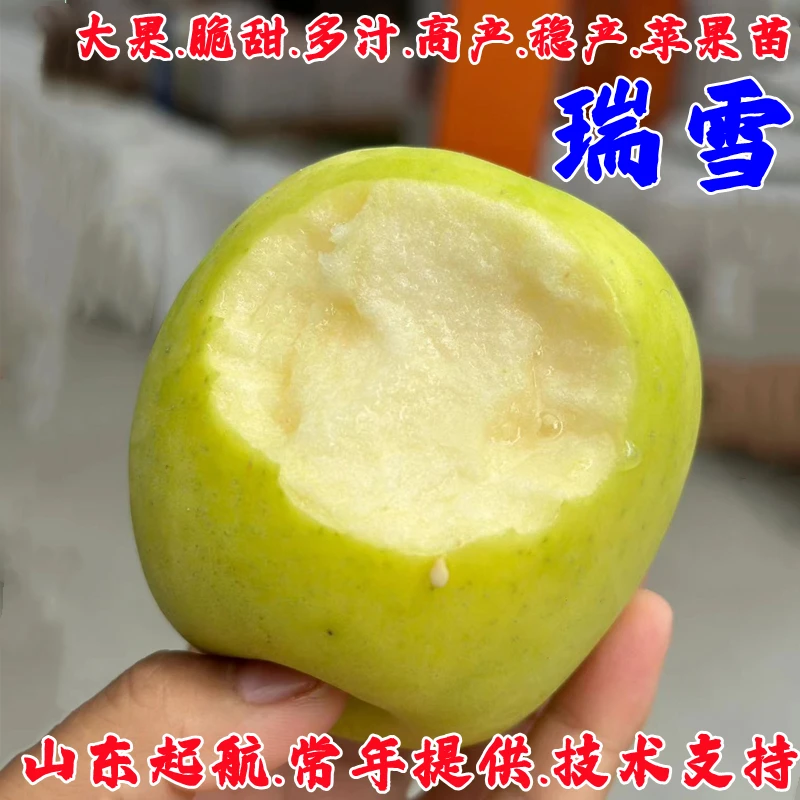 嫁接耐寒瑞雪苹果树苗矮化盆栽地栽嫁接脆甜青黄苹果苗南北方种植