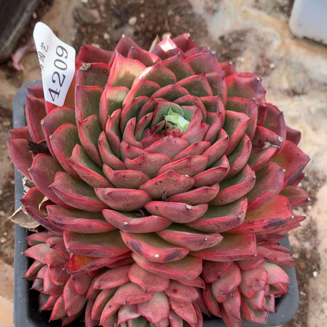 4209杂交多肉植物基地