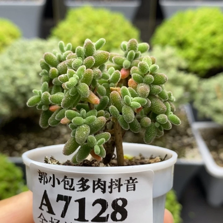 密叶糖球7128枝干番杏