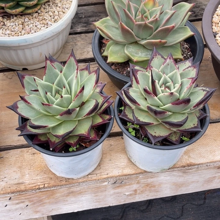 乌木两颗多肉植物