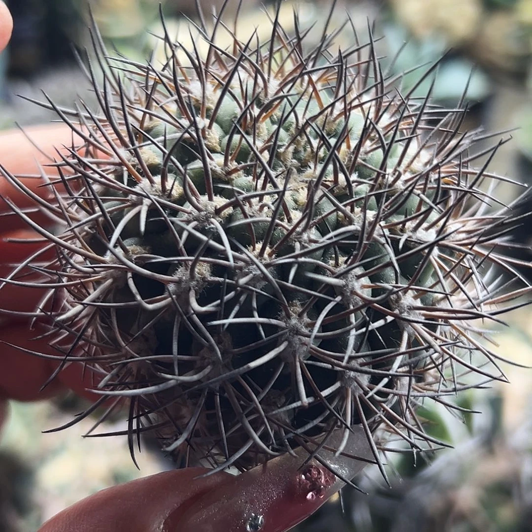 逆豹有根仙人球666666666