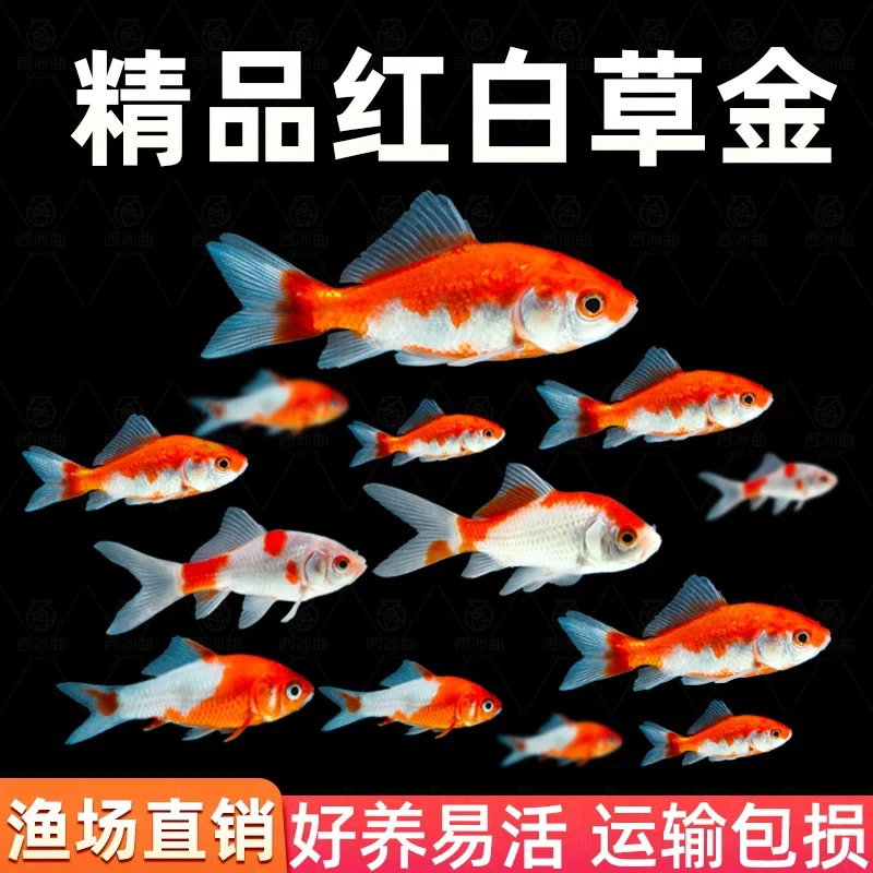 红白金鱼 红白单顶 观赏鱼冷水鱼 17条 3-6公分 好养耐活 包邮