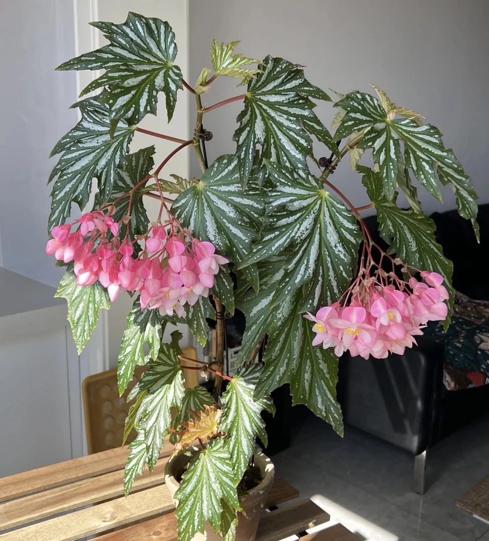 【乌头杂秋海棠】花叶双看 高30-40cm 竹节类秋海棠 散射光室内好养