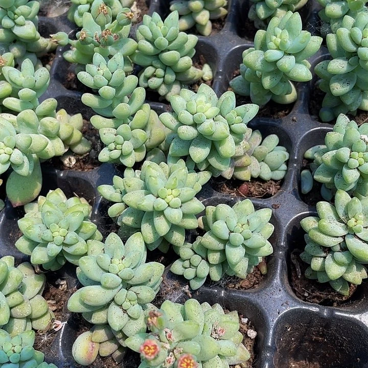 小玉坠1元带土发