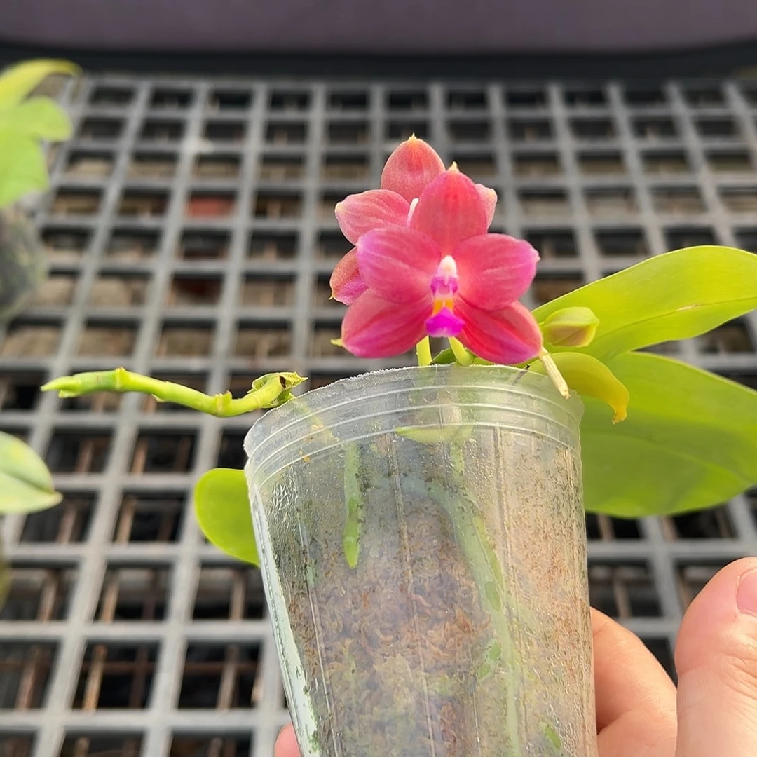 完全开放爪哇金丝雀交甜蜜马丁叶子微瑕