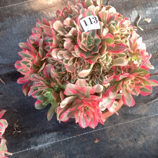 多肉植物女妖113