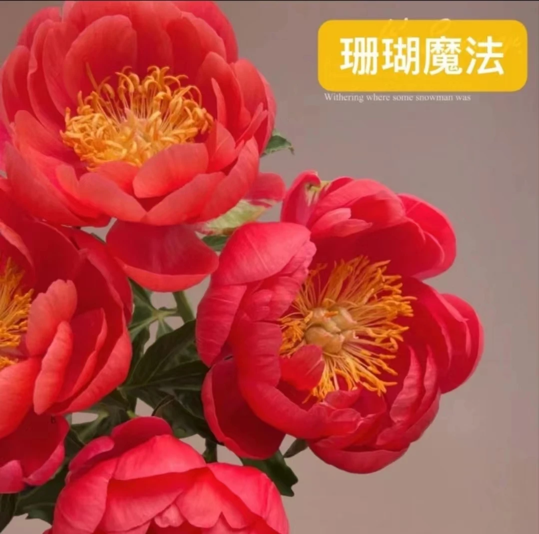 【珊瑚魔法 】进口芍药花苗2到5芽