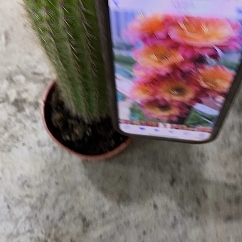 时光毛花，14799000