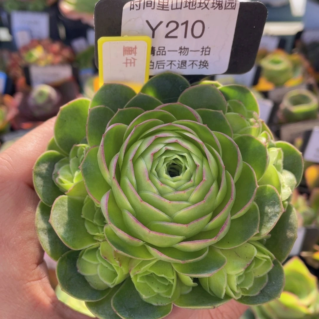 堇年多肉福利210一物一拍