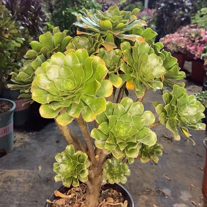 原始绿多肉植物41