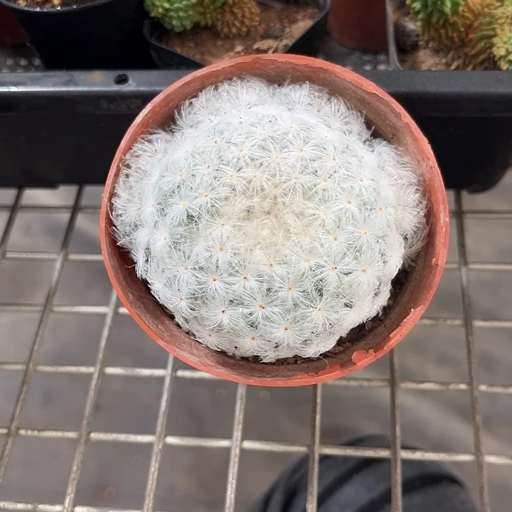 我也不知道我为什么要这样