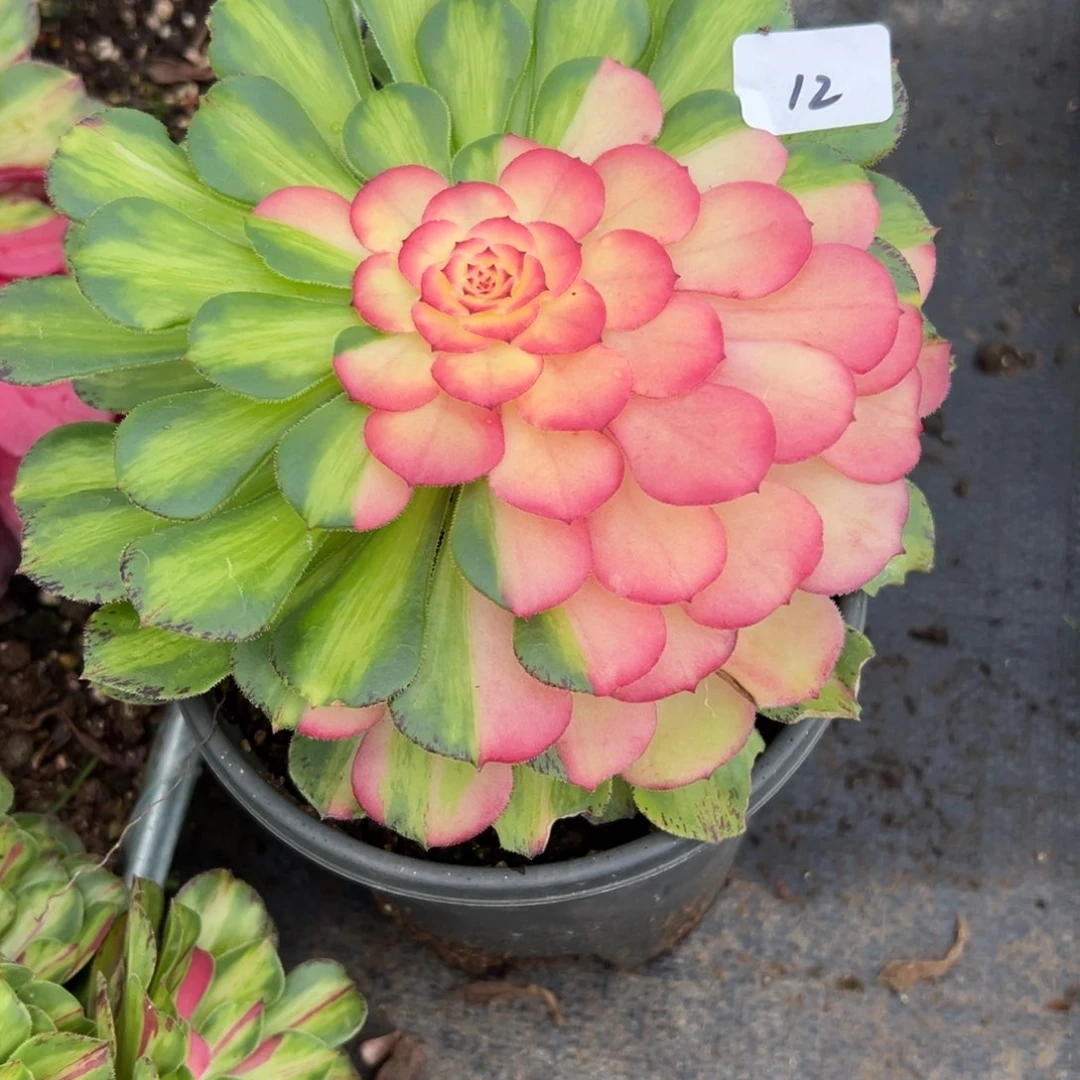 12知否多肉植物系