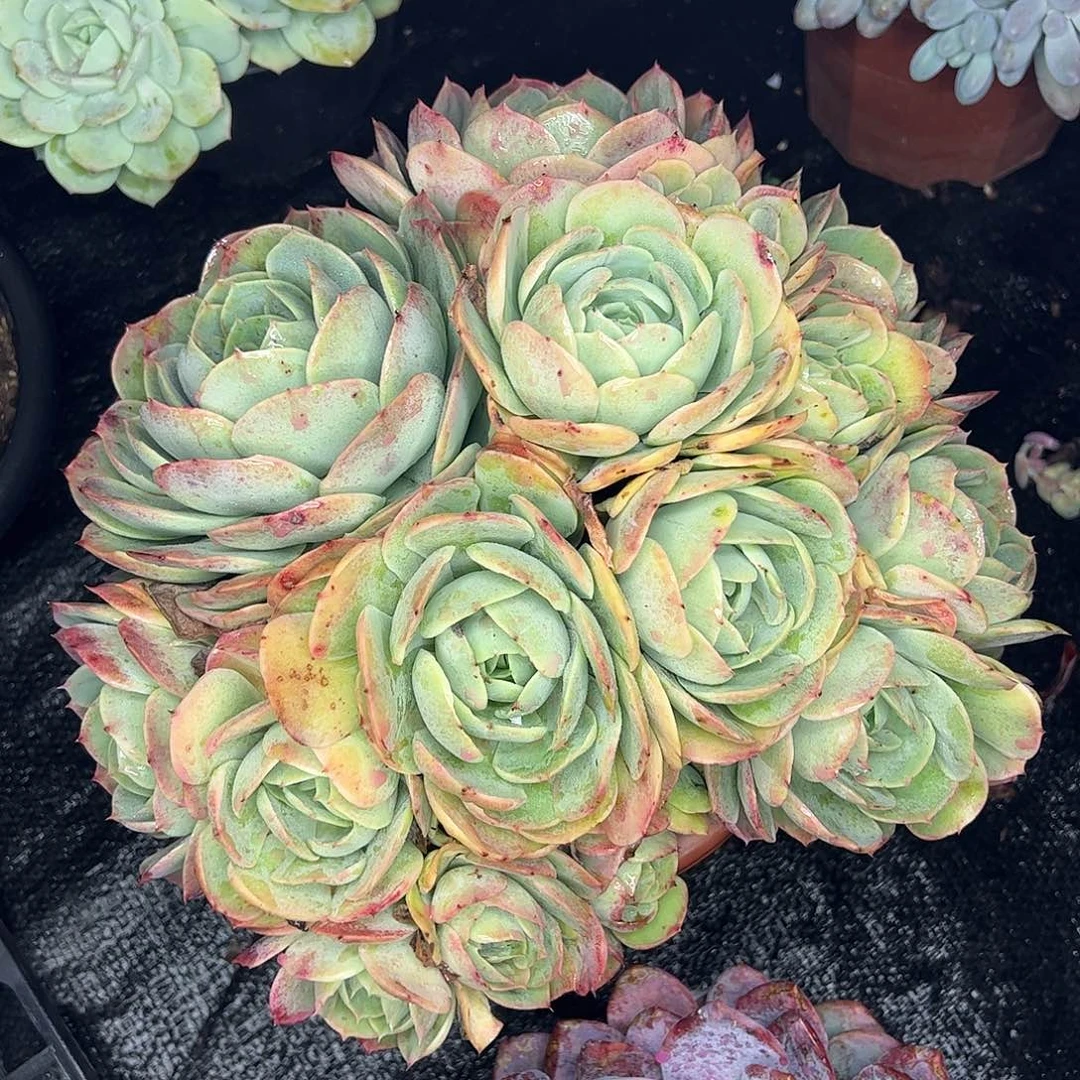 桃花坞大群，一物一拍