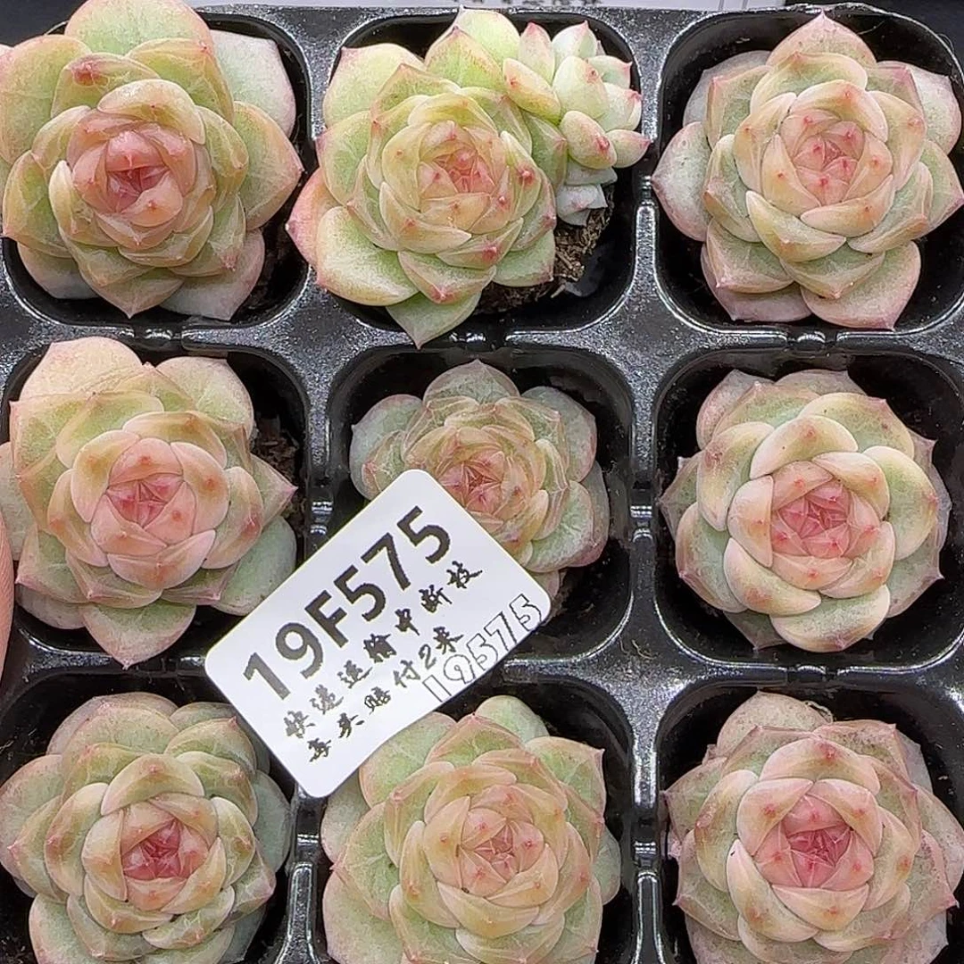 575九棵 【满29包邮非偏远】