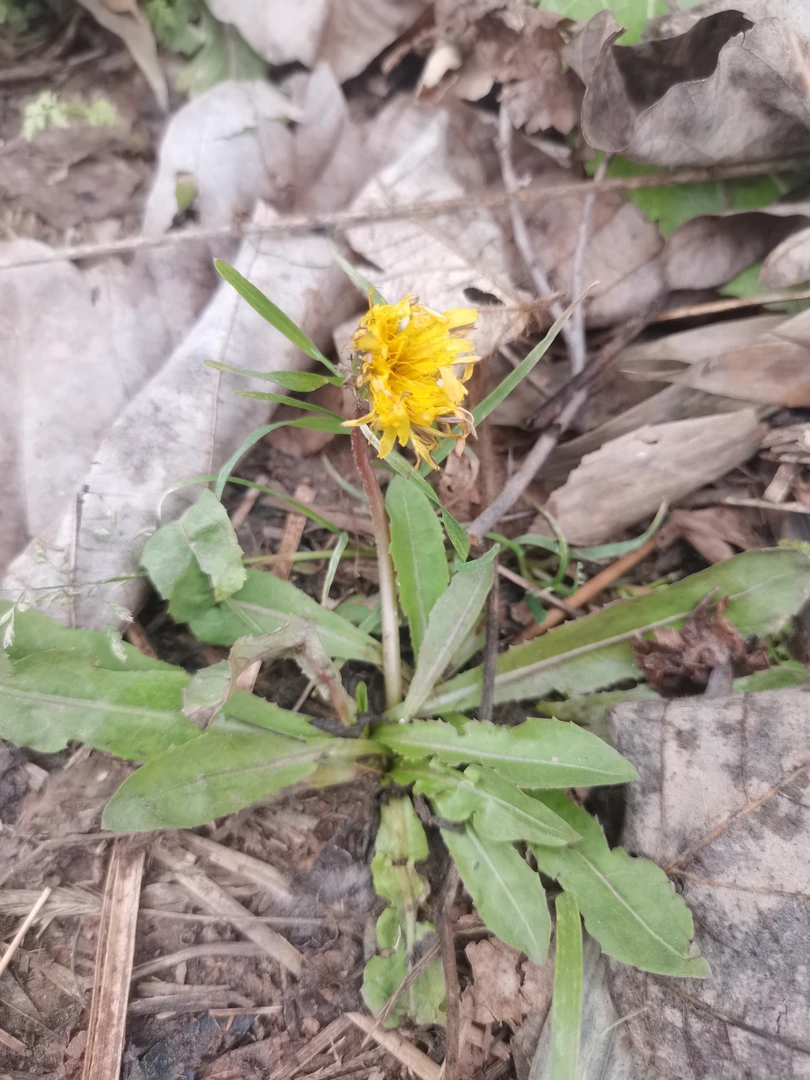 新鲜现挖野生蒲公英健康营养败火茶老少皆宜多喝热水纯天然野生全