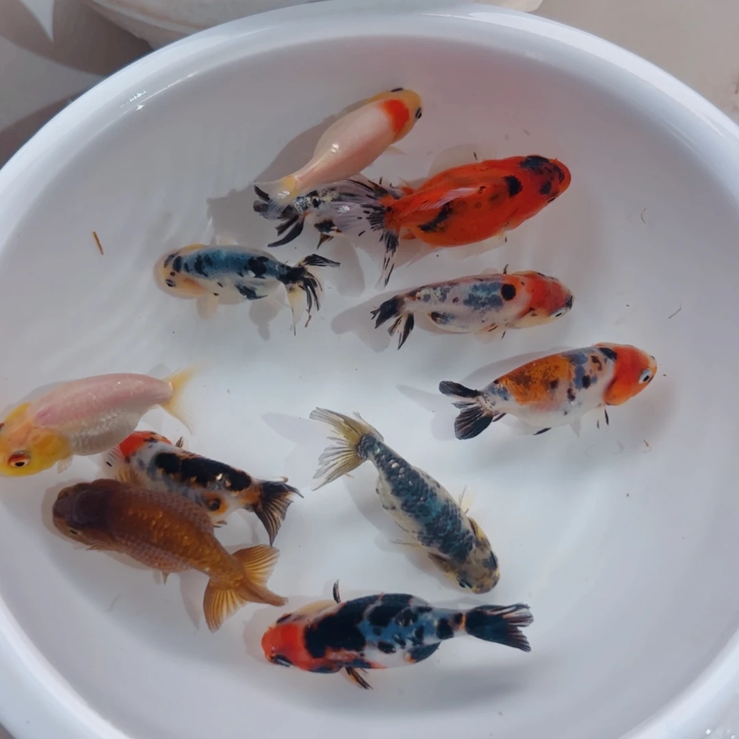 融****海水鱼411111111111
