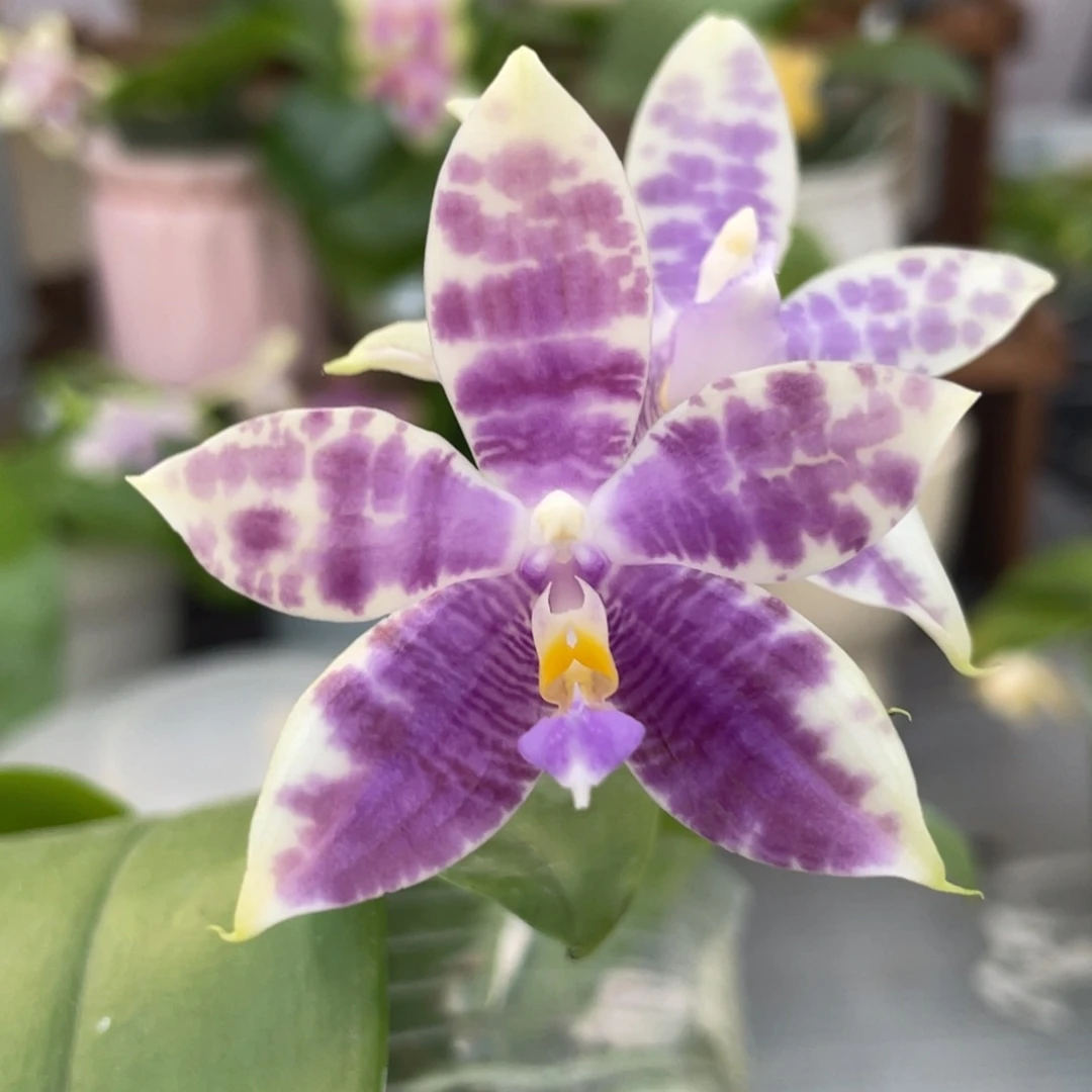 完全开放蓝孔雀交槟城荧光