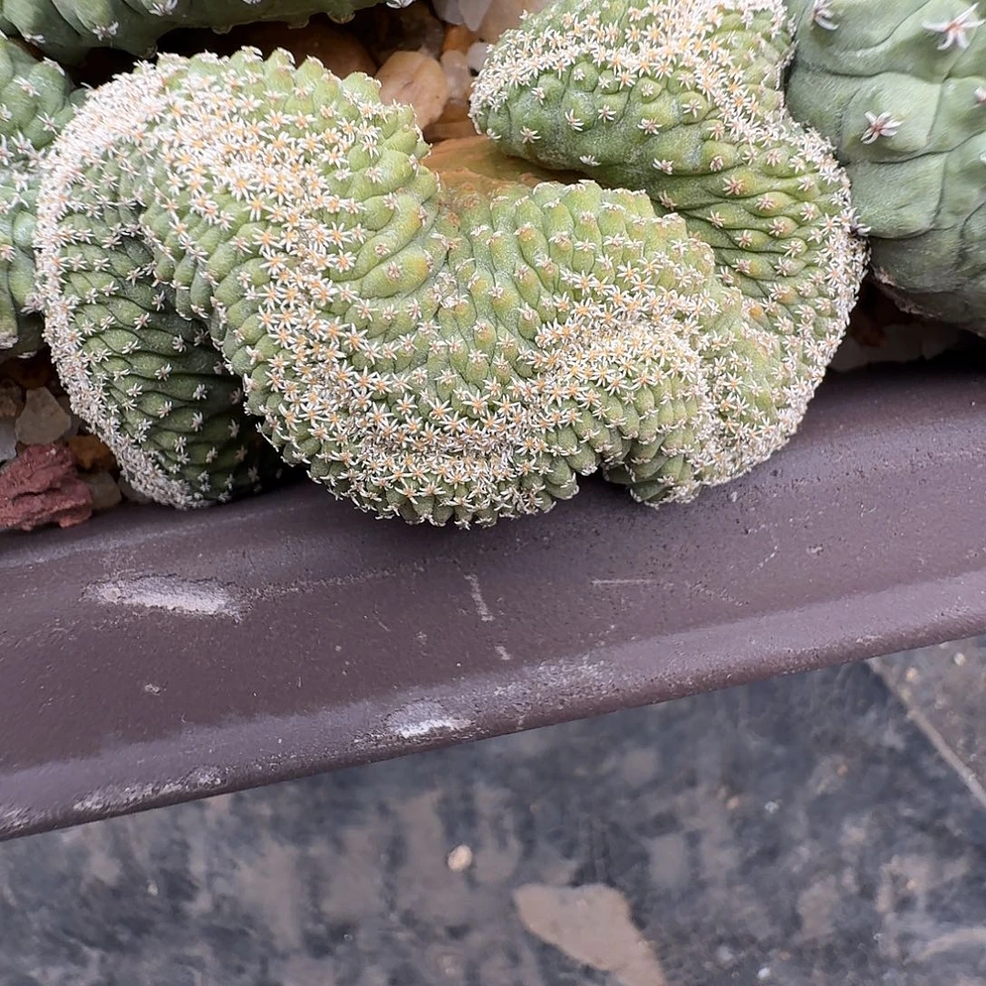 蔚***蓝菊水缀化1颗花花花花花