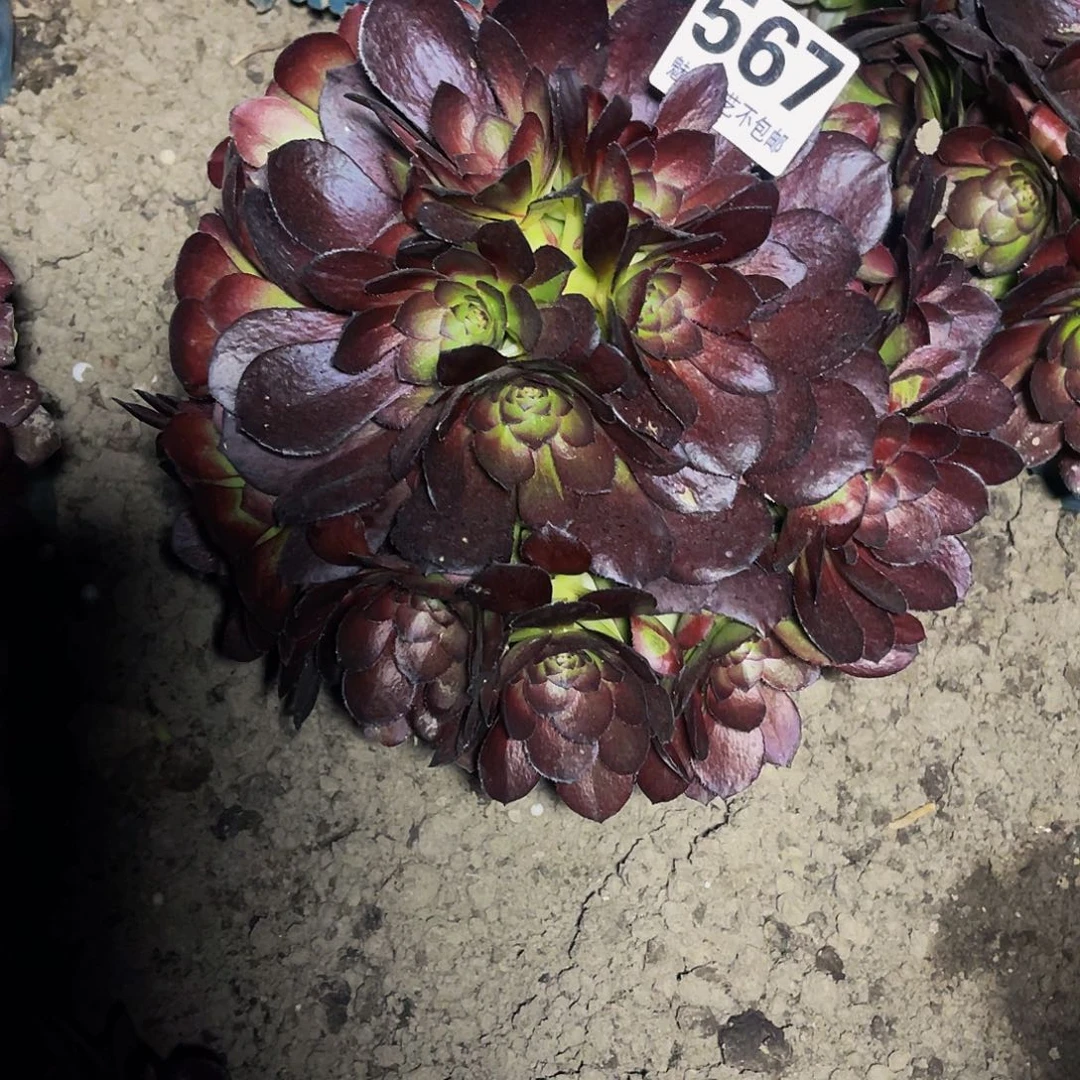 法师法师16–1包邮法师