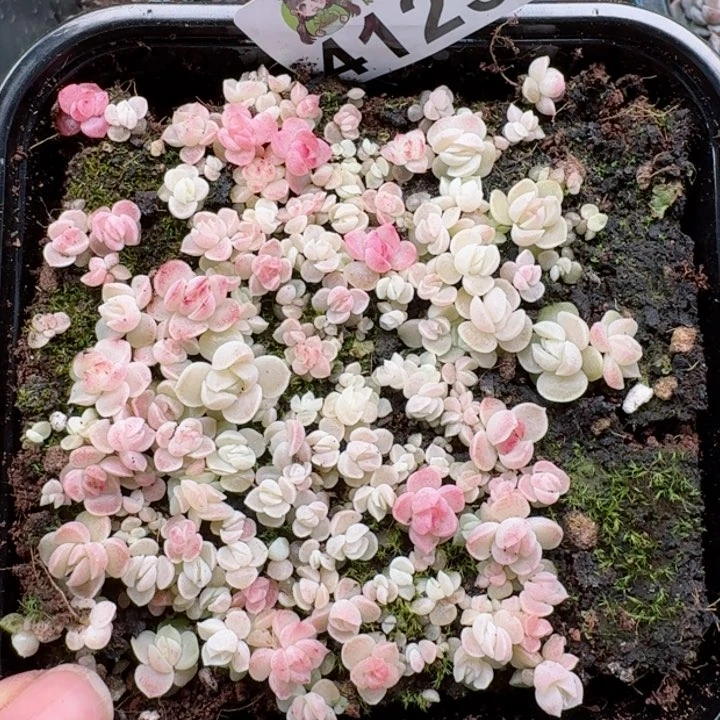 多肉植物多肉植物