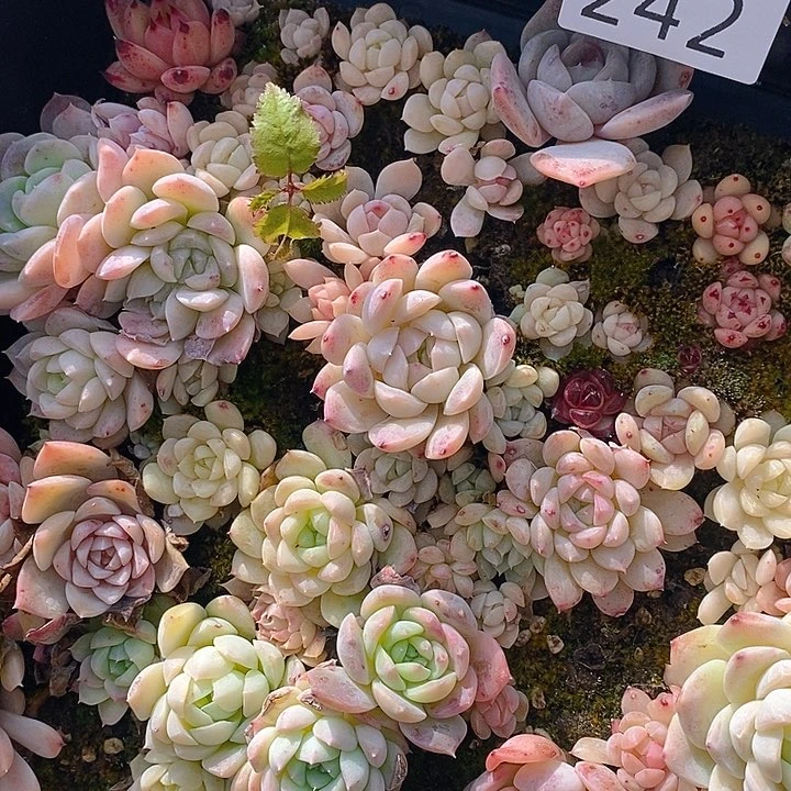 242 多肉植物盆栽花卉植物