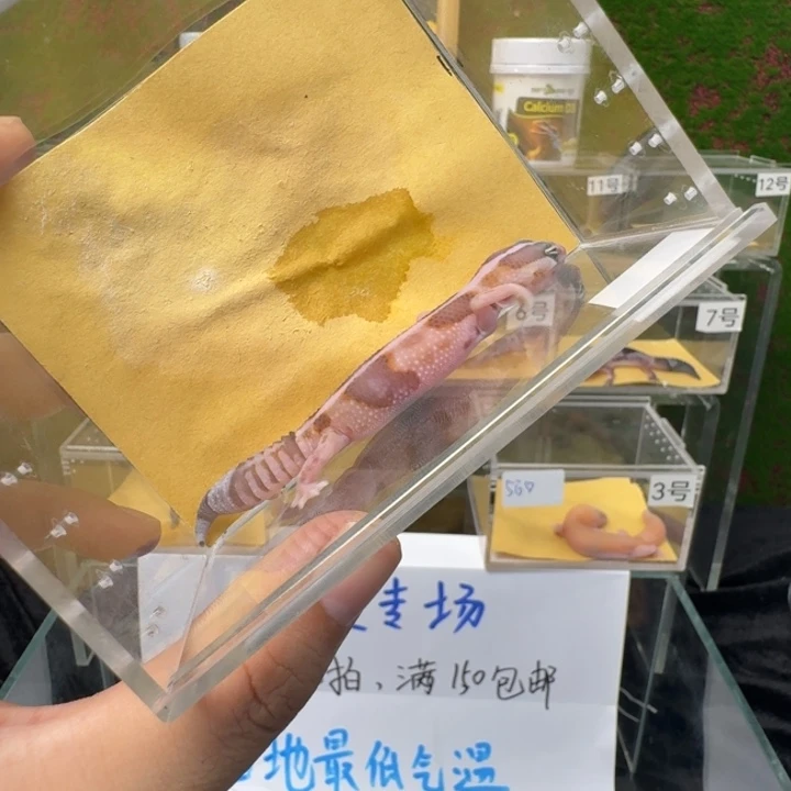 肥尾守宫奶橘0元起！