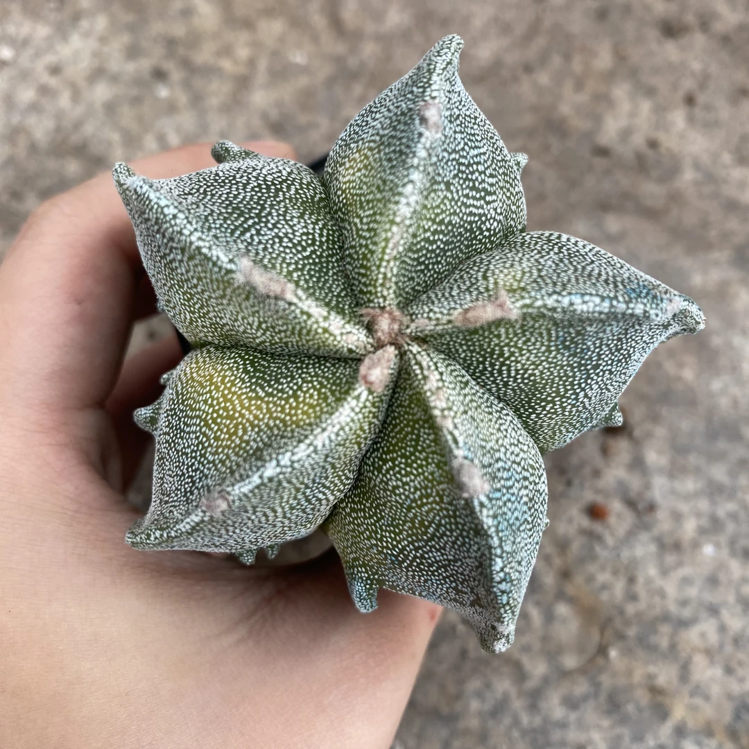 五角琉璃银砂鸾凤玉仙人球多肉植物组合花卉盆栽