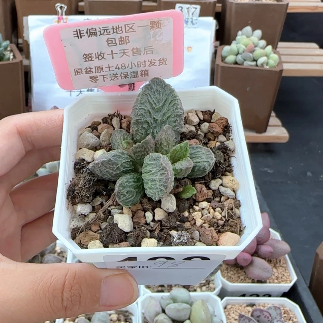 400大鱼海棠多肉