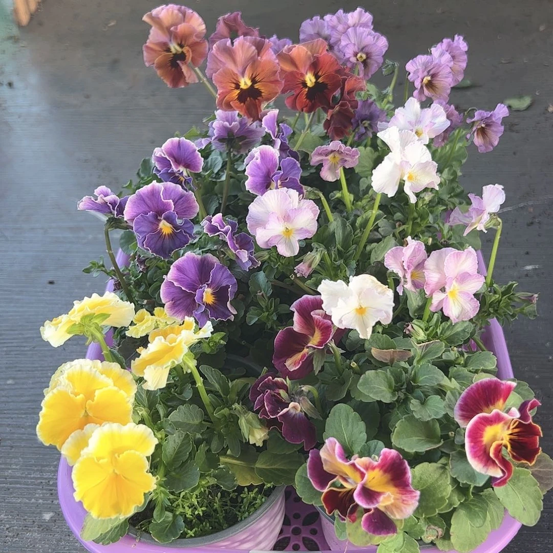 【闪购商品】120号