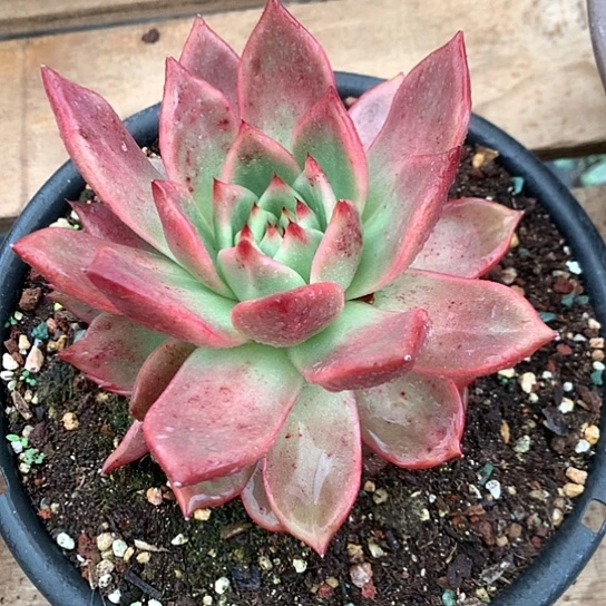 美肉特价活动开始啦