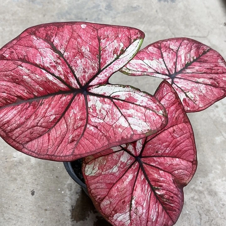 可***？52-1222大红袍福利广东现货