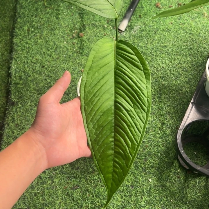 不开花植物进口青羽花烛