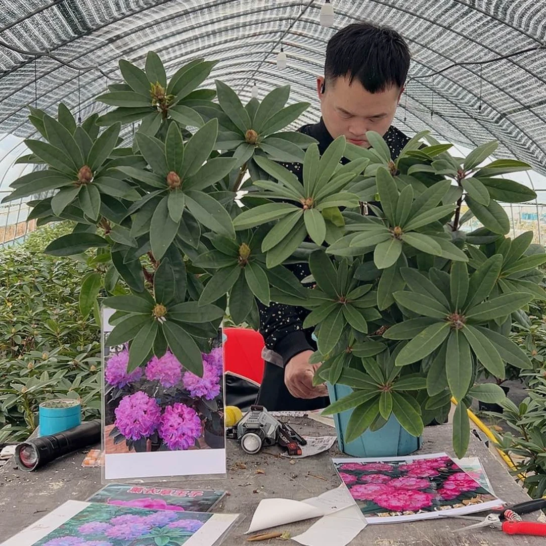 当前无花朵，栽培后可花朵王子夫人