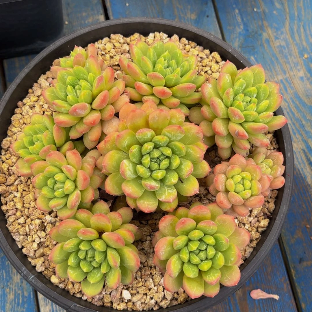 百搭翡翠一物一拍