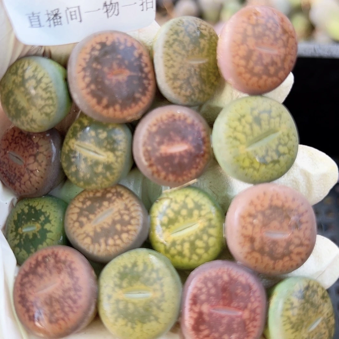 8652 好养易活生石花大母本16个1.5cm左右