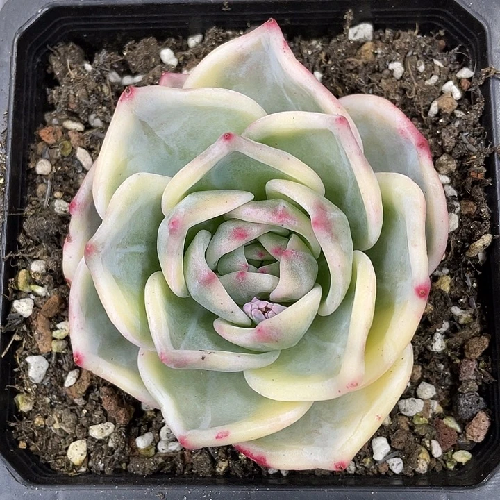 伊丽莎白锦头盖一物一拍锦龙