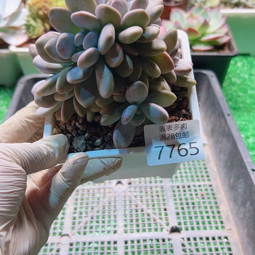 无花朵多肉一物一拍7765