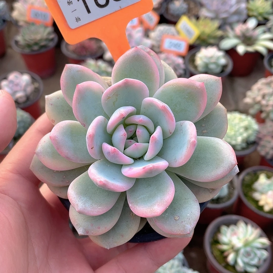 風***麗166号多肉植物盆栽