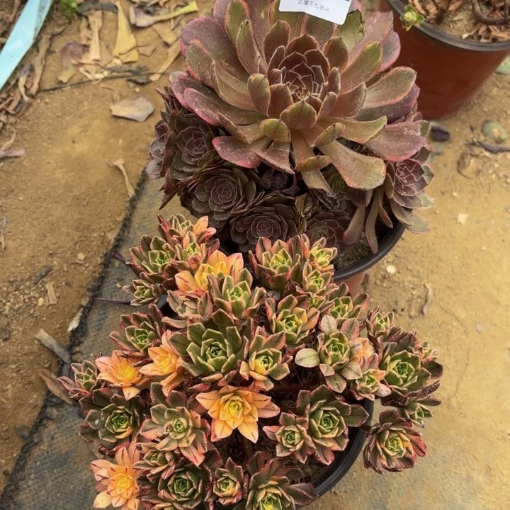 2颗多肉处理不包断头4912