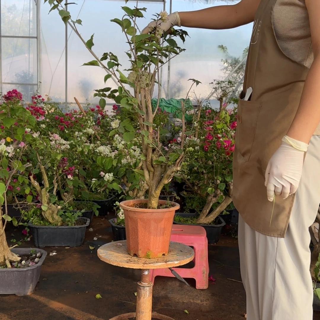 大部分花苞少量开放怡景 24